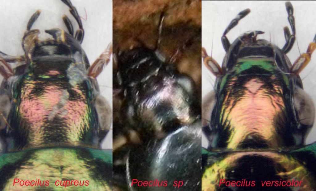 Carabidae dal Lago Pranda  (RE):  Poecilus sp.